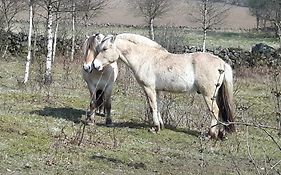 Vita Stenen Rum och Restaurang